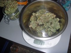 Purple Bud 2