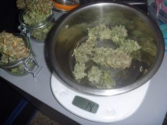 Purple Bud 3