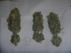 Bud Pricipaux Purple Bud