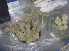 La TOTALE(174g) 10 Skunk#1(132g) et 3 Purple Bud(42g)
