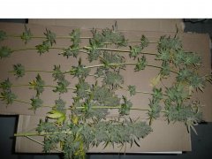Afghan OG zamnesia
