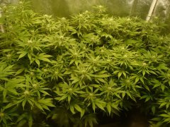 Sweet and sour widow CBD crew