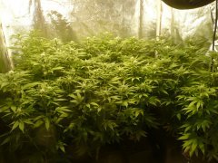 Sweet and sour widow CBD crew