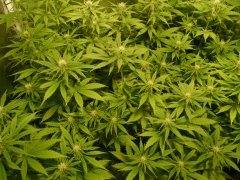 Sweet and sour widow CBD crew