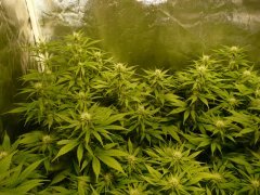 Sweet and sour widow CBD crew / Chocolope DNA