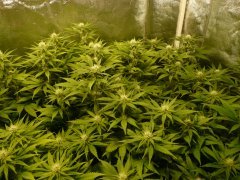 Sweet and sour widow CBD crew / Chocolope DNA