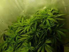 Run Amnésia 2.0/Lemon Og Candy  +8 DE 12