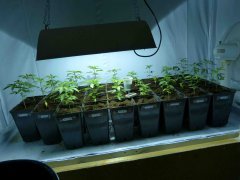 P1240935aaa.jpg