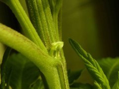 P1250036aaa.jpg