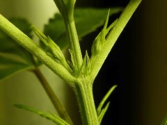P1250050aaa.jpg