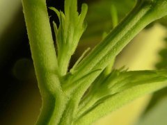 P1250114aaa.jpg
