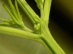 P1250118aaa.jpg