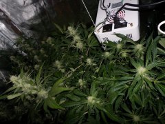Scrog