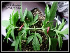 JDC#1