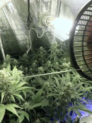 scrog
