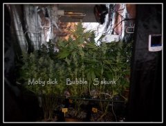 scrog