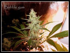 scrog