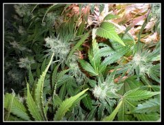 scrog