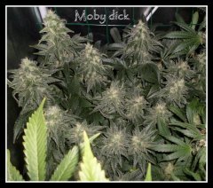 scrog