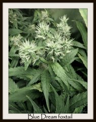 scrog