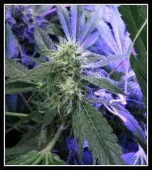 scrog