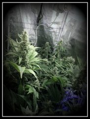 scrog