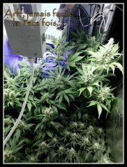 scrog