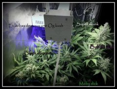 scrog