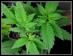 scrog