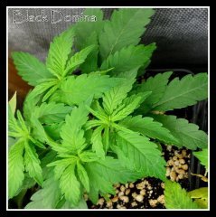 scrog