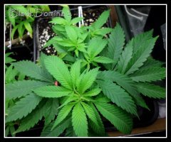 scrog