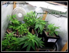 scrog