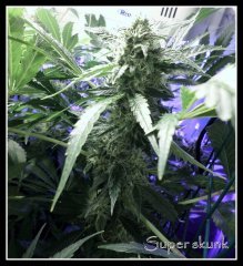 scrog