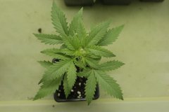 critical 2