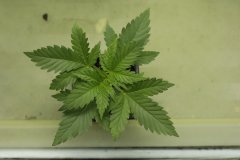 critical 4