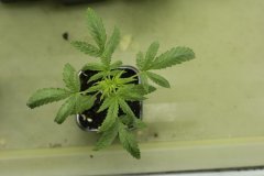 critical 4
