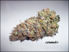 Criminal+ / Ripper-seed