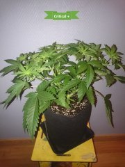 Critical+ - Flo+0.JPG