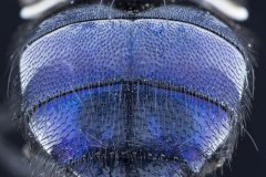 Fesse de mouche bleue