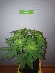 Mazar - flo+0.JPG