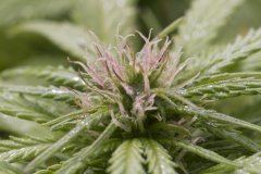 Master Kush #2