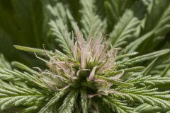 Master Kush #2