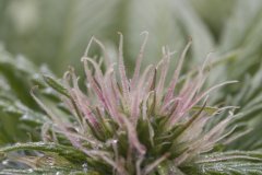 Master Kush #2