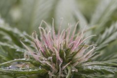 Master Kush #2