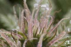 Master Kush #2