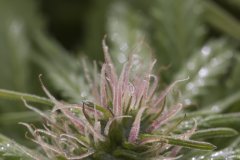 Master Kush #2