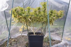 Master Kush #2