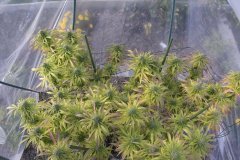 Master Kush #2