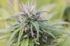 Master Kush #2