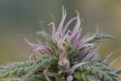 Master Kush #2